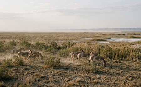 Kazakhstan releases more kulans into Ile-Balkhash as tiger return nears